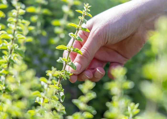 Отель Val Di Sogno - Adults Only Мальчезине