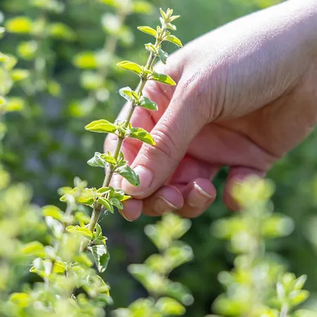 Hotel Val Di Sogno - Adults Only Malcesine